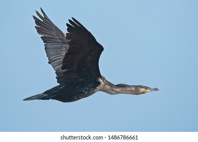 White-breasted cormorant with outstretched wings in flight
