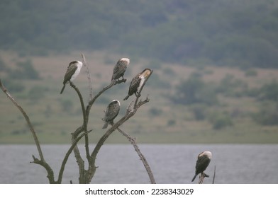 White-breasted Cormorants resting in tree