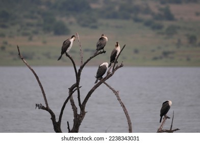 White-breasted Cormorants resting in tree