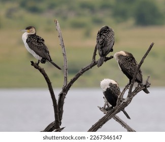 White-breasted Cormorants in a tree