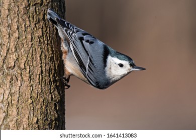 A white-breasted nuthatch coming down a tree head first like all the the species of this family of birds (sittidae).