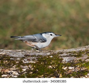 White-breasted Nuthatch in Fall on Green Background