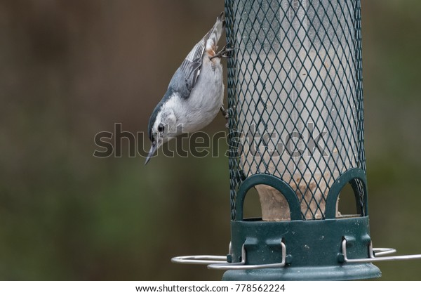 Whitebreasted Nuthatch On Squirrel Proof Bird Stock Photo Edit