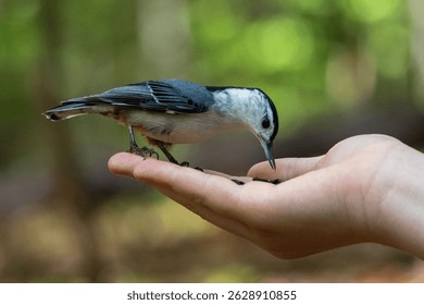 A white-breasted nuthatch perches delicately on a person's outstretched hand, ready to take a seed.

The bird's tiny claws grip the finger gently as it looks intently at the seeds.