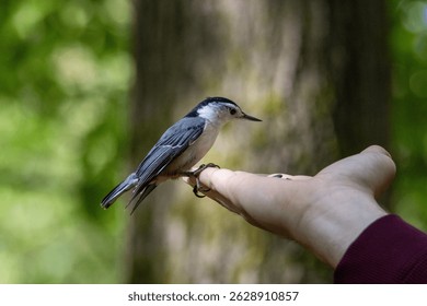 A white-breasted nuthatch perches delicately on a person's outstretched hand, ready to take a seed.

The bird's tiny claws grip the finger gently as it looks intently at the seeds.