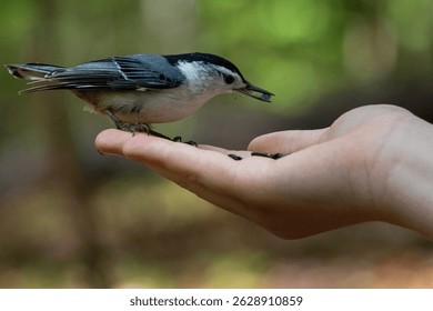 A white-breasted nuthatch perches delicately on a person's outstretched hand, ready to take a seed.

The bird's tiny claws grip the finger gently as it looks intently at the seeds.