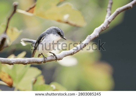 White-breasted robin (Eopsaltria georgiana)perched on a single branch with green foliage background.