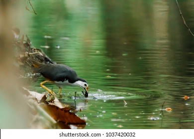 White-breasted Waterhen 01