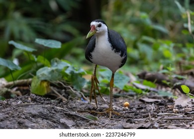 White-breasted waterhen (Amaurornis phoenicurus) is a waterbird of the rail and crake family.
