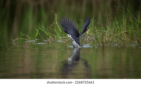 a White-breasted Waterhen flying over the water