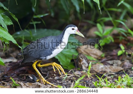 A White-breasted water-hen looking for foods after rain
