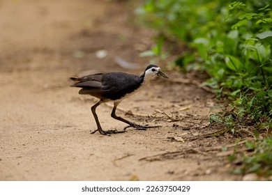 White-breasted Waterhen (Scientific Name: Amaurornis phoenicurus), A close-up image taken at the floating wetlands Sri Lanka