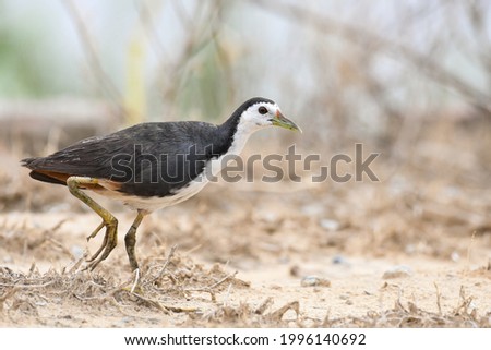 White-Breasted Waterhen searching for some worms