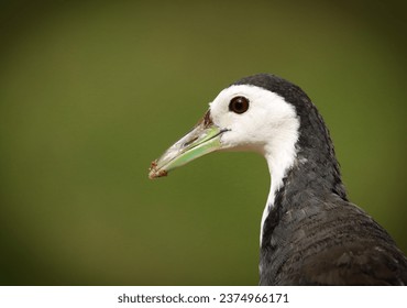 The white-breasted waterhen is a waterbird of the rail and crake family, Rallidae, that is widely distributed across South and Southeast Asia. They are dark slaty birds with a clean white face.