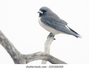 White-breasted woodswallow (Artamus leucorynchus) perched on a branch with high key look, South Australia - Shutterstock ID 2191505359