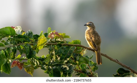 white-browed bulbul (Pycnonotus luteolus) perched on a branch - Shutterstock ID 2184737655