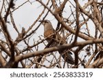 White-browed coucal (Centropus superciliosus) or lark-heeled cuckoo at Lake Manyara National Park in Tanzania East Africa