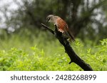 White-browed coucal (centropus superciliosus) on a branch, ndutu, ngorongoro conservation area, serengeti, tanzania, east africa, africa