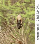 White-Browed Coucal (Centropus superciliosus) in a tree