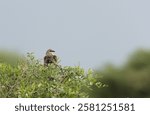 White-Browed Coucal (Centropus superciliosus) in a tree