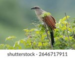 white-browed coucal or lark-heeled cuckoo (Centropus superciliosus) Tarangire national park, Tanzania