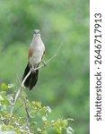 white-browed coucal or lark-heeled cuckoo (Centropus superciliosus) Tarangire national park, Tanzania