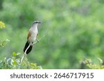 white-browed coucal or lark-heeled cuckoo (Centropus superciliosus) Tarangire national park, Tanzania