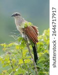 white-browed coucal or lark-heeled cuckoo (Centropus superciliosus) Tarangire national park, Tanzania
