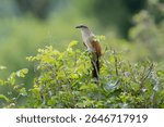 white-browed coucal or lark-heeled cuckoo (Centropus superciliosus) Tarangire national park, Tanzania