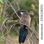 White-browed coucal is a species of cuckoo in the family Cuculidae