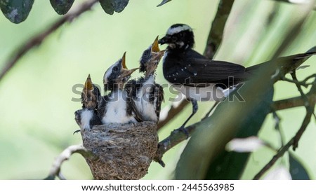 White-browed fantail Feeding cubs, kids in the nest, caught pray flycatcher. Baby birds waiting for first flight High quality photo