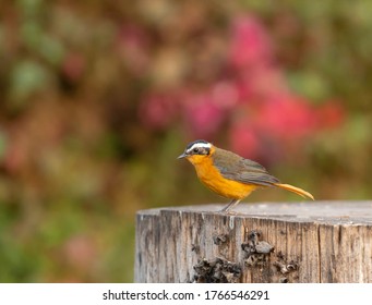 White Browed Robin Chat Images Stock Photos Vectors Shutterstock