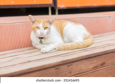 white-brown Cat and Yellow cat eyes crouched on the wooden floor - Shutterstock ID 331416695