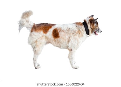 White-brown dog, dirty furry, skin disease on white background