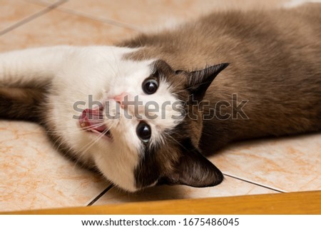 white-brown domestic cat with blue lies on the floor looking at the camera and yawns, closeup