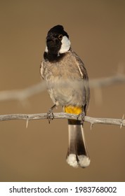 White-cheeked Bulbul On Acacia Twig, Bahrain