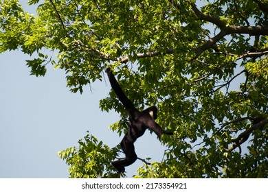 White-cheeked Gibbon (male) Swinging Through The Trees