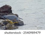 A white-cheeked heron (Egretta novaehollandiae) perched atop a rocky shoreline by a lake