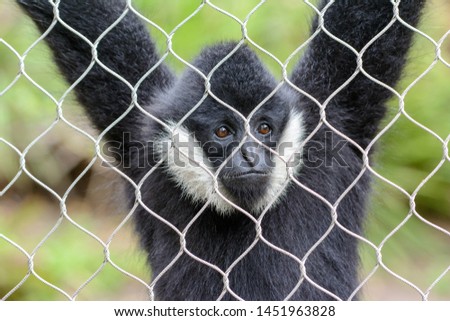white-cheeked spider monkey (Ateles marginatus) in cage. Sad look on face.