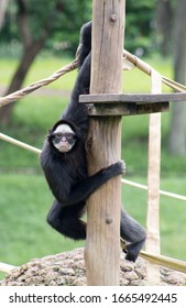 White-cheeked Spider Monkey At The Zoo