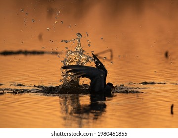 White-cheeked Tern Dive During Sunset At Asker Marsh, Bahrain 
