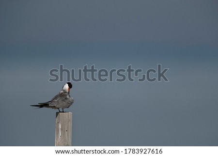 White-cheeked Tern preening at Busaiteen coast, Bahrain 
