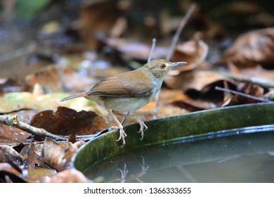 White-chested babbler (Trichastoma rostratum) in Malaysia