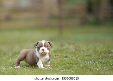 White-Choclate Color Micro Exotic American Bully Dog Puppy On The Green Grass