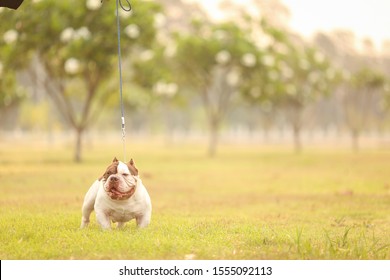 White-Choclate Color Micro Exotic American Bully Dog On The Green Grass