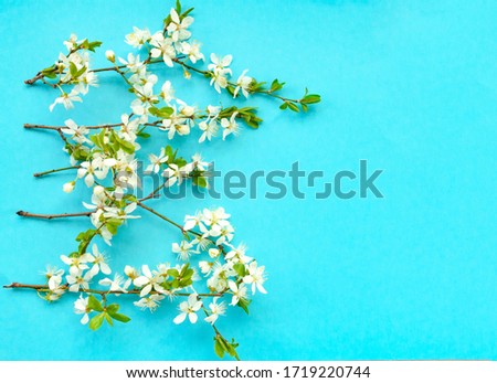 Whitecolor cherry flower blossoms on blue background. Spring holyday concept. Top view.Selective soft focus. Text copy space.