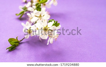 Whitecolor cherry flower blossoms on purple background. Spring holyday concept. Top view.Selective soft focus. Text copy space.