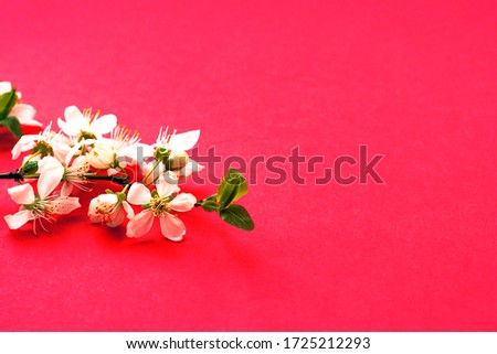 Whitecolor cherry flower blossoms on red background. Spring holyday concept. Top view.Selective soft focus. Text copy space.