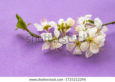 Whitecolor cherry flower blossoms on purple background. Spring holyday concept. Top view.Selective soft focus. Text copy space.