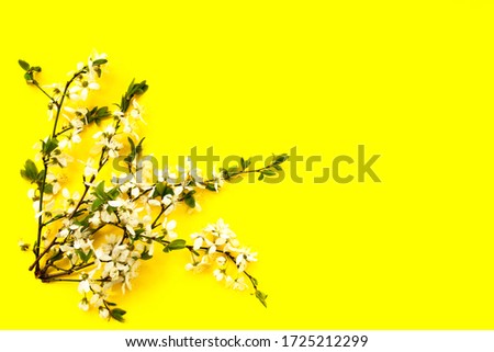 Whitecolor cherry flower blossoms on yellow background. Spring holyday concept. Top view.Selective soft focus. Text copy space.